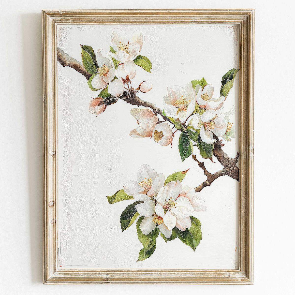 Apple Tree Branch Print – Apple Blossom & White Flowers Rustic Wall Art, Unframed